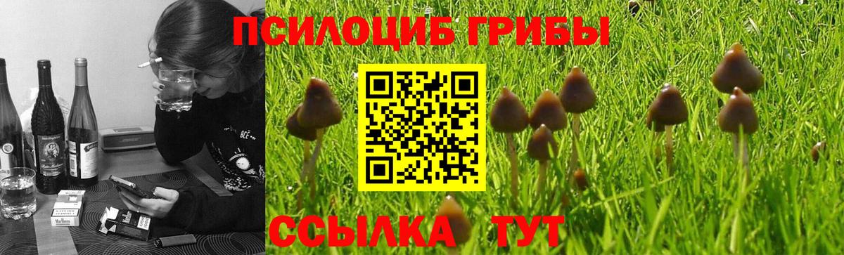 Псилоцибиновые грибы Cubensis Карпинск